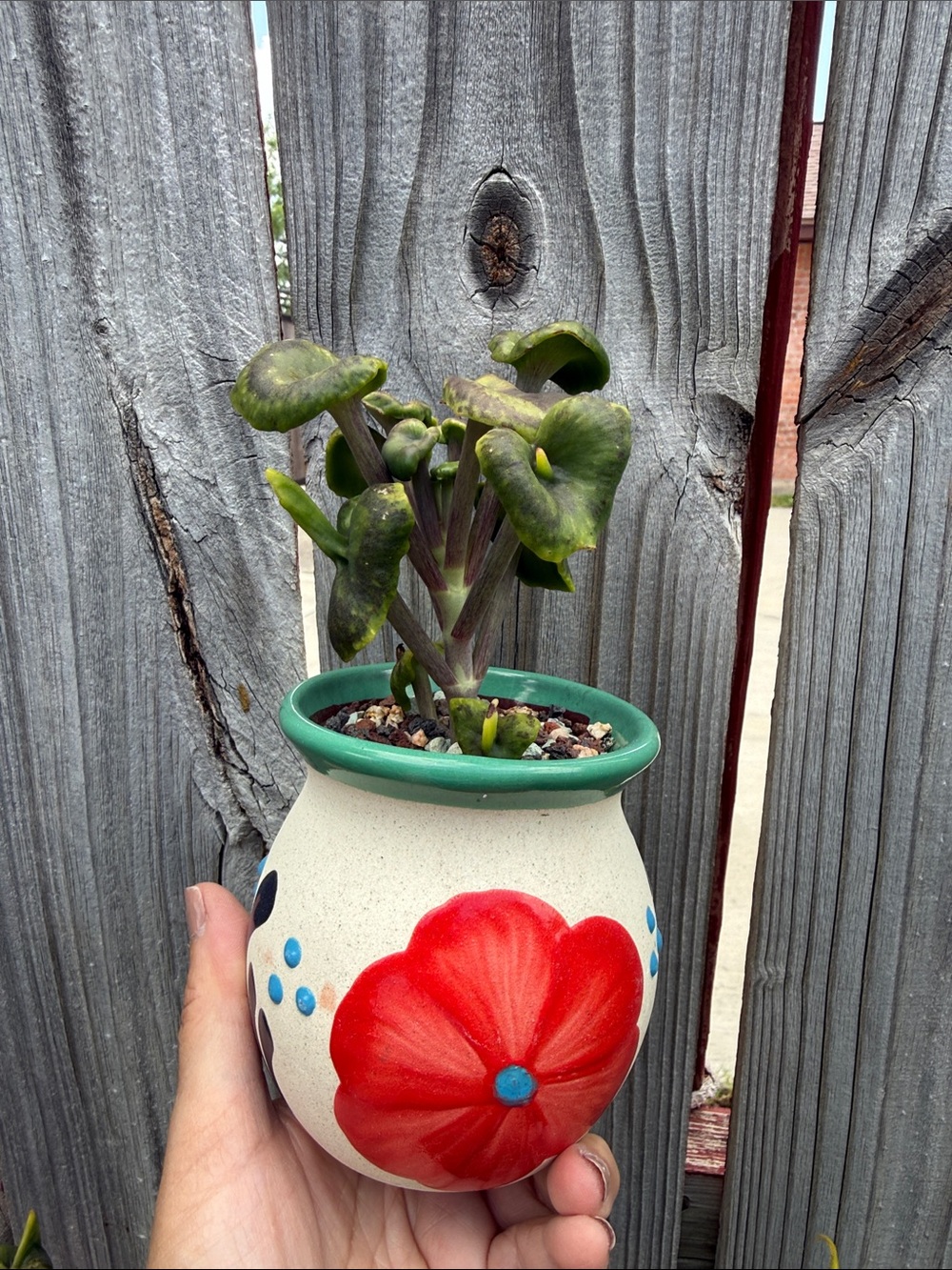 Extremely Rare & Exotic Live Succulent Plant in pot “Kalanchoe Angel Trumpet”